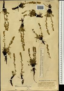 Artemisia pubescens var. monostachya (Bunge ex Maxim.) Y. R. Ling, Mongolia (MONG) (Mongolia)