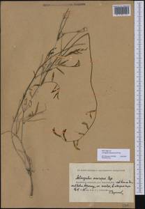 Astragalus kustanaicus Popov, Middle Asia, Caspian Ustyurt & Northern Aralia (M8) (Kazakhstan)