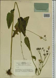 Crepis lyrata (L.) Froel., Siberia, Western Siberia (S1) (Russia)