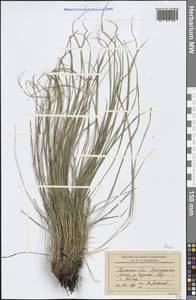 Carex, Eastern Europe, Western region (E3) (Russia)