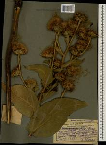 Inula helenium L., Caucasus, Georgia (K4) (Georgia)