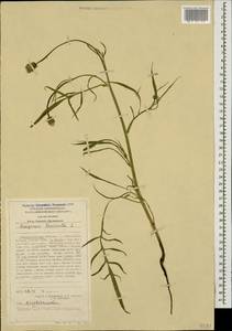 Scorzonera laciniata L., Caucasus, Stavropol Krai, Karachay-Cherkessia & Kabardino-Balkaria (K1b) (Russia)