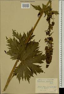 Aconitum orientale Mill., Caucasus, Krasnodar Krai & Adygea (K1a) (Russia)