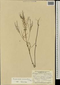 Dontostemon micranthus C. A. Mey., Mongolia (MONG) (Mongolia)