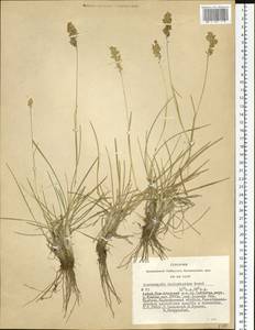 Deschampsia koelerioides Regel, Siberia, Altai & Sayany Mountains (S2) (Russia)