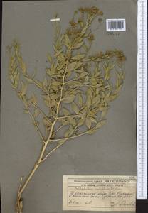 Haplophyllum acutifolium (DC.) G. Don, Middle Asia, Western Tian Shan & Karatau (M3) (Kazakhstan)