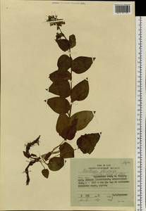 Mertensia pterocarpa (Turcz.) Tatew. & Ohwi, Siberia, Russian Far East (S6) (Russia)