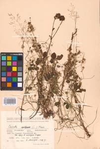 Cuscuta epithymum (L.) L., Eastern Europe, Moscow region (E4a) (Russia)