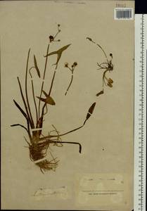 Sagittaria sagittifolia L., Eastern Europe, Northern region (E1) (Russia)