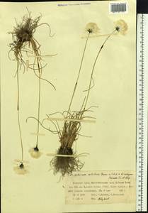 Eriophorum callitrix Cham. ex C.A.Mey., Siberia, Western Siberia (S1) (Russia)