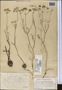 Elwendia capusii (Franch.) Pimenov & Kljuykov, Middle Asia, Syr-Darian deserts & Kyzylkum (M7) (Kazakhstan)