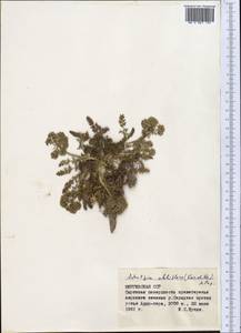 Schulzia albiflora (Kar. & Kir.) Popov, Middle Asia, Northern & Central Tian Shan (M4) (Kyrgyzstan)