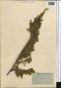 Juniperus sabina L., Middle Asia, Northern & Central Kazakhstan (M10) (Kazakhstan)