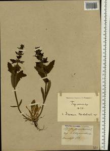 Ajuga genevensis L., Eastern Europe, North Ukrainian region (E11) (Ukraine)