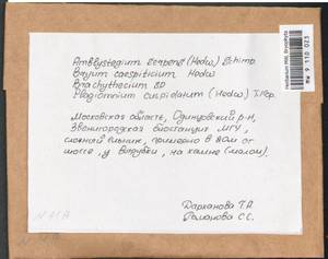 Brachythecium, Bryophytes, Bryophytes - Moscow City & Moscow Oblast (B6a) (Russia)