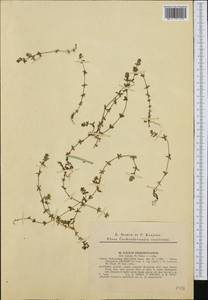 Cruciata pedemontana (Bellardi) Ehrend., Western Europe (EUR) (Slovakia)