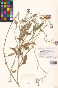 Raphanus sativus L., Eastern Europe, Moscow region (E4a) (Russia)