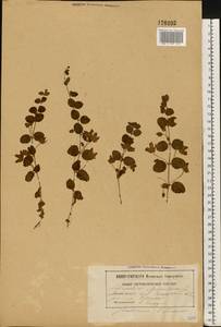 Lysimachia nummularia L., Eastern Europe, Belarus (E3a) (Belarus)