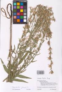 Chondrilla juncea L., Eastern Europe, Central forest-and-steppe region (E6) (Russia)