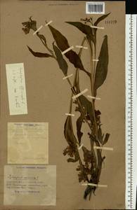 Symphytum officinale L., Eastern Europe, South Ukrainian region (E12) (Ukraine)