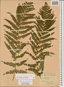 Dryopteris filix-mas (L.) Schott, Caucasus, Armenia (K5) (Armenia)