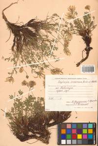 Oxytropis maydelliana Trautv., Siberia, Chukotka & Kamchatka (S7) (Russia)