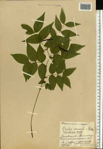 Lathyrus vernus (L.)Bernh., Eastern Europe, Moscow region (E4a) (Russia)