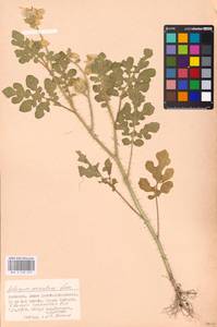 MHA 0 158 679, Solanum angustifolium Houst. ex Mill., Eastern Europe, Lower Volga region (E9) (Russia)