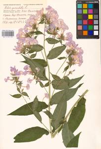 Phlox paniculata L., Eastern Europe, Moscow region (E4a) (Russia)