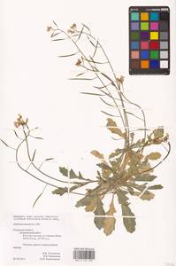 Diplotaxis muralis (L.) DC., Eastern Europe, Central region (E4) (Russia)