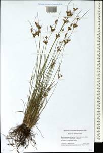 Juncus tenuis Willd., Eastern Europe, Central forest region (E5) (Russia)