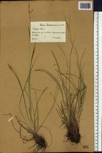 Carex ledebouriana C.A.Mey. ex Trevir., Middle Asia, Dzungarian Alatau & Tarbagatai (M5) (Kazakhstan)