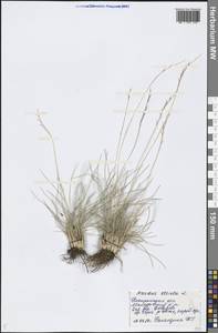 Nardus stricta L., Eastern Europe, Central forest region (E5) (Russia)