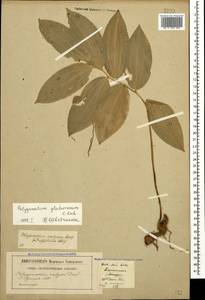 Polygonatum glaberrimum K.Koch, Caucasus, Stavropol Krai, Karachay-Cherkessia & Kabardino-Balkaria (K1b) (Russia)