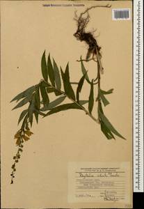 Digitalis ciliata Trautv., Caucasus, Stavropol Krai, Karachay-Cherkessia & Kabardino-Balkaria (K1b) (Russia)