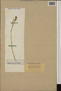 Dianthus deltoides, Western Europe (EUR) (Germany)