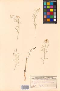 Rorippa sylvestris (L.) Besser, Eastern Europe, Moscow region (E4a) (Russia)