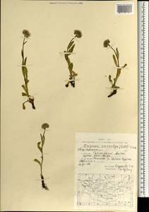 Erigeron eriocalyx (Ledeb.) Vierh., Mongolia (MONG) (Mongolia)