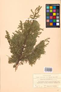 Juniperus communis L., Eastern Europe, Moscow region (E4a) (Russia)