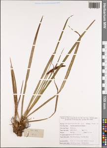 Acorus calamus var. angustatus Besser, South Asia, South Asia (Asia outside ex-Soviet states and Mongolia) (ASIA) (Vietnam)