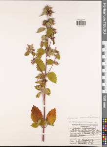 Chaiturus marrubiastrum (L.) Ehrh. ex Rchb., Eastern Europe, Central region (E4) (Russia)