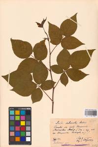 Rubus nessensis Hall, Eastern Europe, Moscow region (E4a) (Russia)
