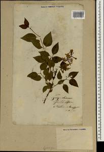Syringa oblata subsp. oblata, South Asia, South Asia (Asia outside ex-Soviet states and Mongolia) (ASIA) (Lithuania)