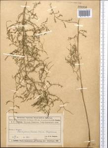 Asparagus persicus Baker, Middle Asia, Muyunkumy, Balkhash & Betpak-Dala (M9) (Kazakhstan)