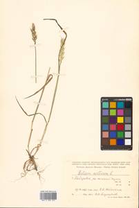 Triticum aestivum L., Siberia, Russian Far East (S6) (Russia)