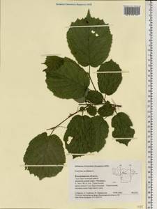 Corylus avellana L., Eastern Europe, Central region (E4) (Russia)