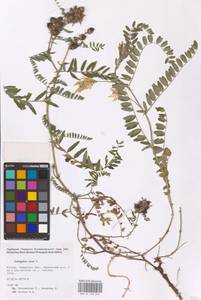 Astragalus cicer L., Eastern Europe, Middle Volga region (E8) (Russia)