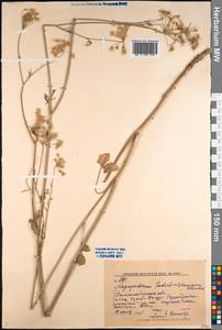 Aegopodium tadshikorum Schischk., Middle Asia, Western Tian Shan & Karatau (M3) (Kyrgyzstan)