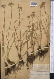 Allium oreoprasum Schrenk, Middle Asia, Dzungarian Alatau & Tarbagatai (M5) (Kazakhstan)