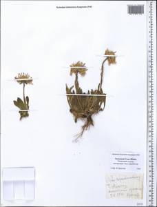 Aster alpinus var. serpentimontanus (Tamamsch.) Y. Ling, Middle Asia, Western Tian Shan & Karatau (M3) (Kazakhstan)